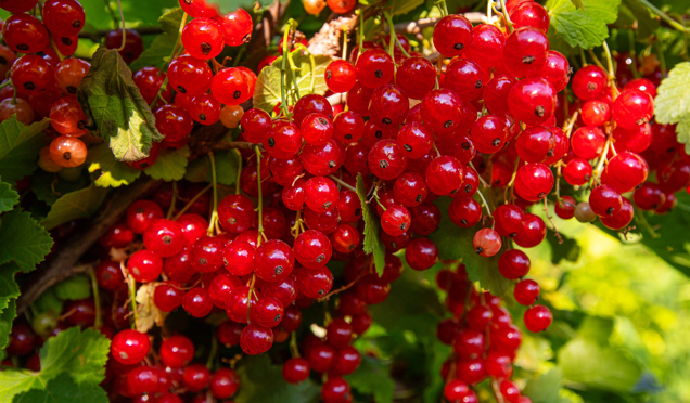 Red Currants